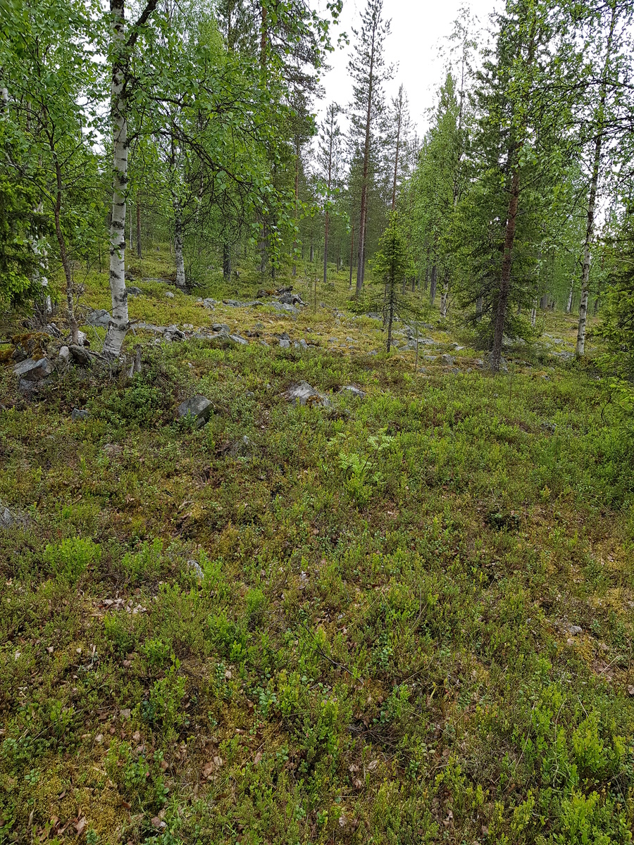 Kesäisessä metsässä kasvaa koivuja, mäntyjä ja kuusia.