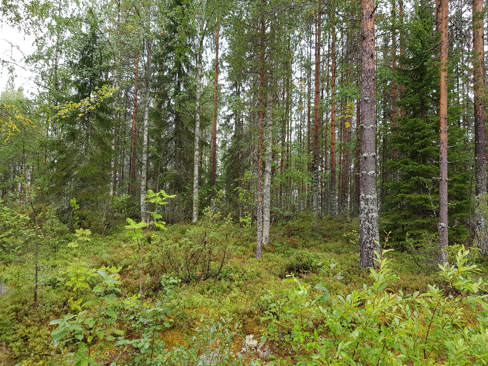 Sekametsässä kasvaa mäntyjä, kuusia, katajia, pihlajia ja koivuja.