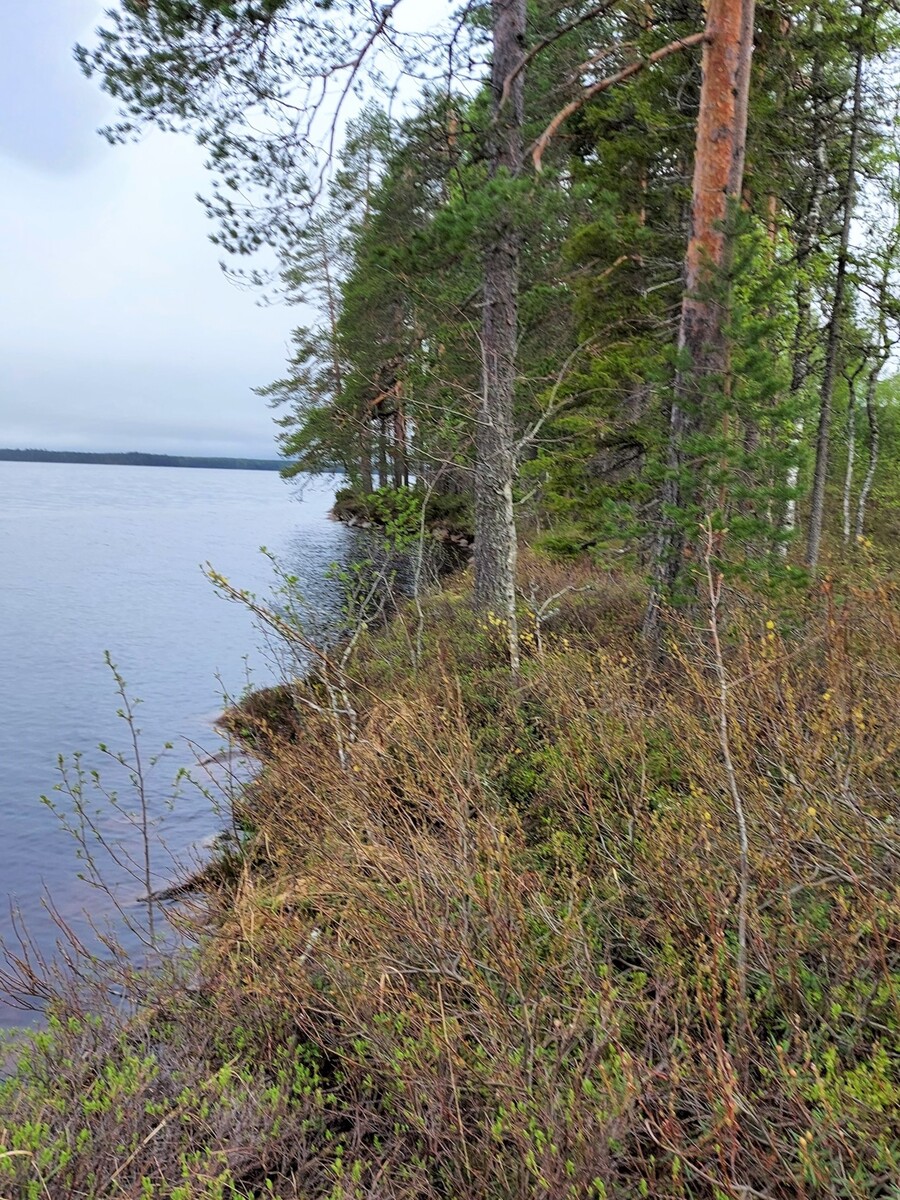 Männyt reunustavat vasemmalle kääntyvää rantaviivaa.