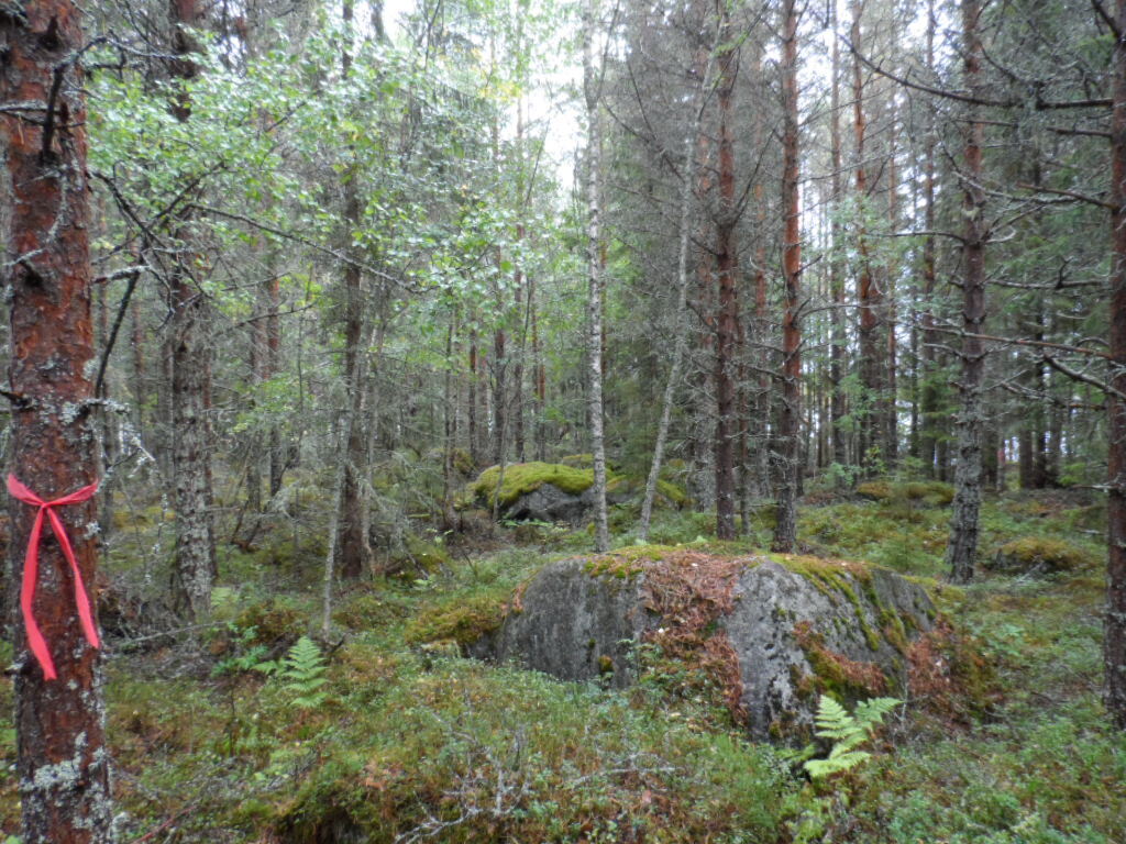 Mäntyvaltainen metsä kasvaa kivisessä maastossa.