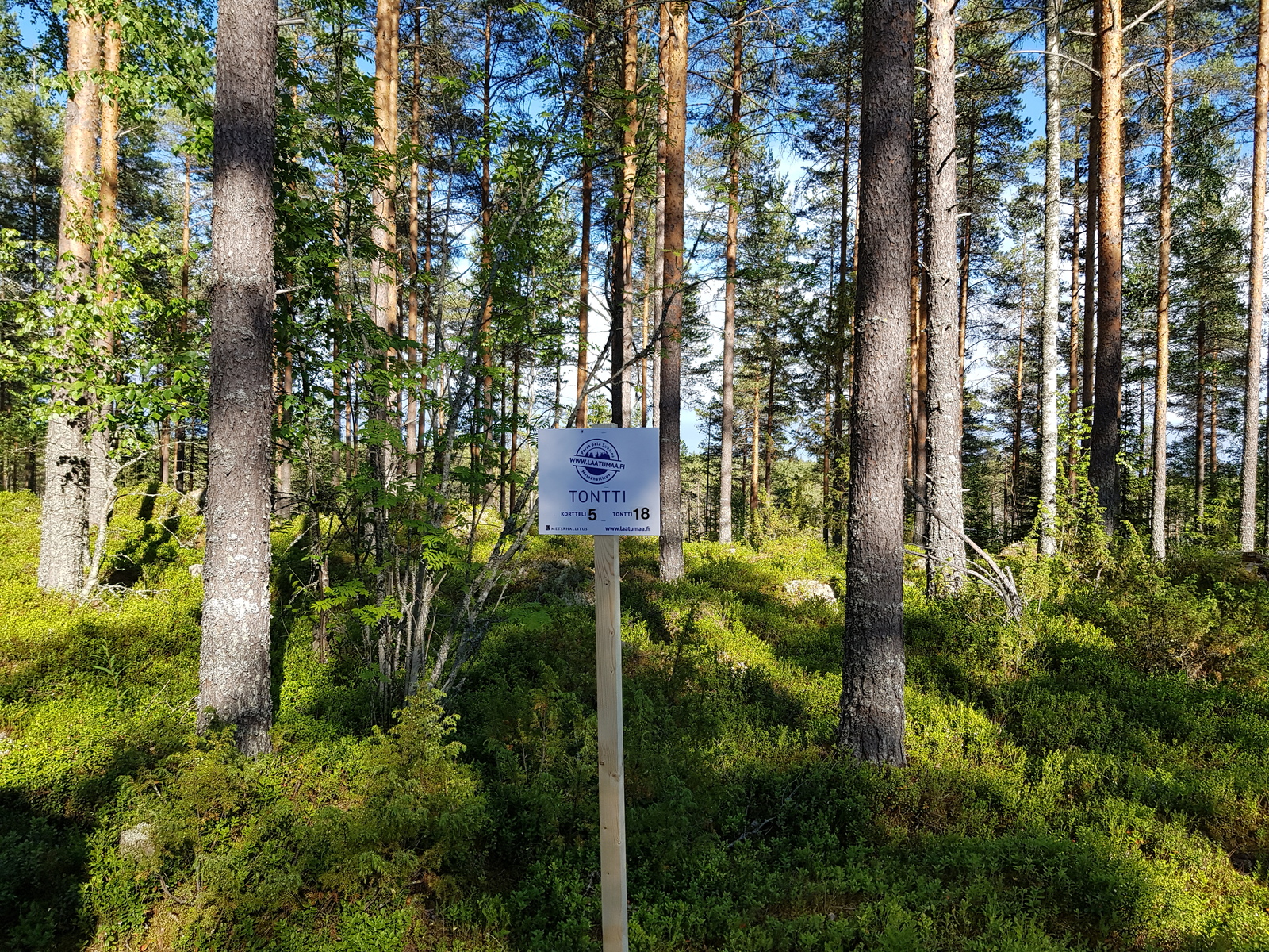 Aurinko paistaa mäntyvaltaisen metsän loivaan rinteeseen. Etualalla on Laatumaan tonttikyltti.