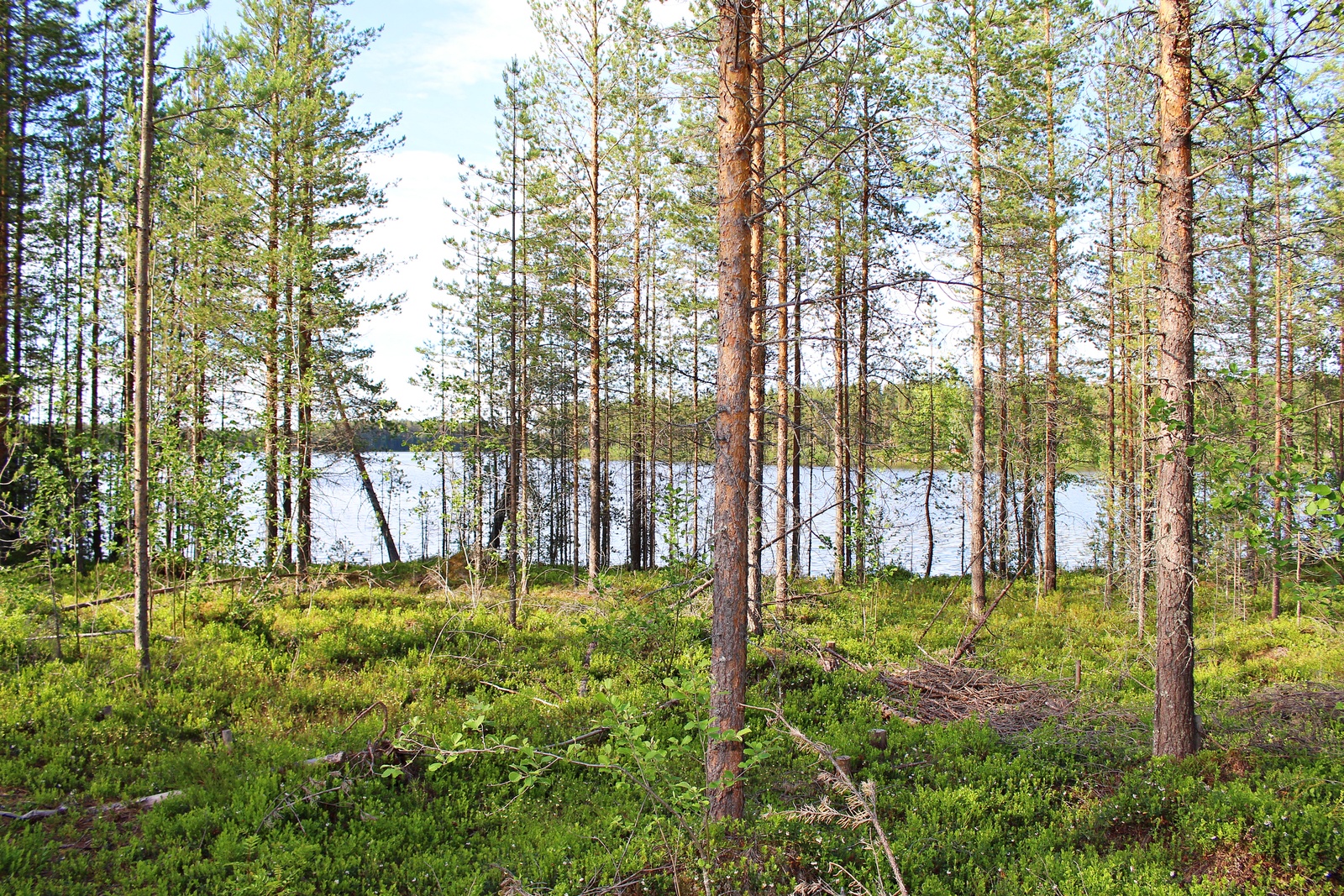 Rannan tuntumassa kasvavan kesäisen mäntymetsän takana aukeaa järvimaisema.