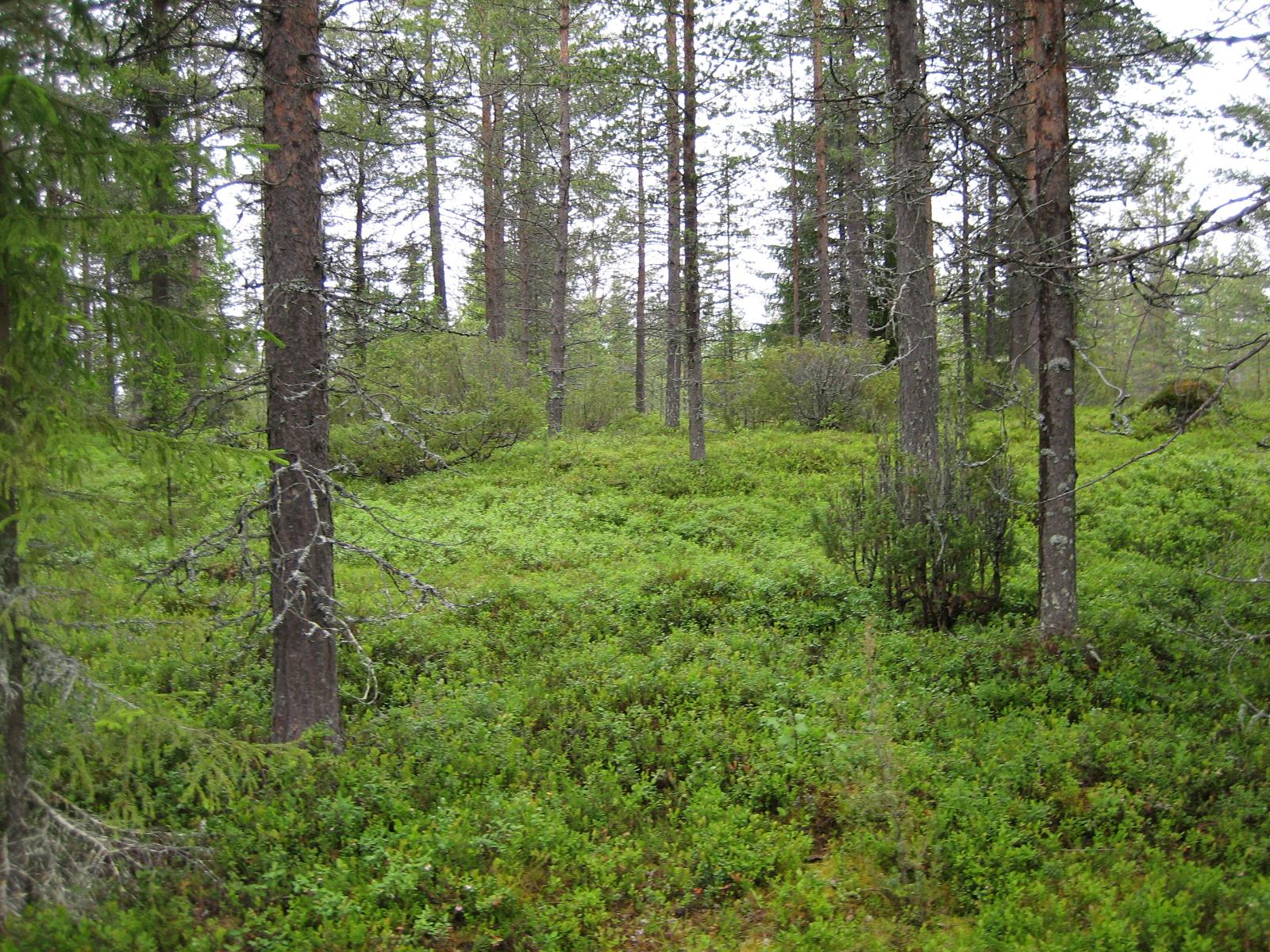 Useita katajia mäntyjen ja kuusten seassa.