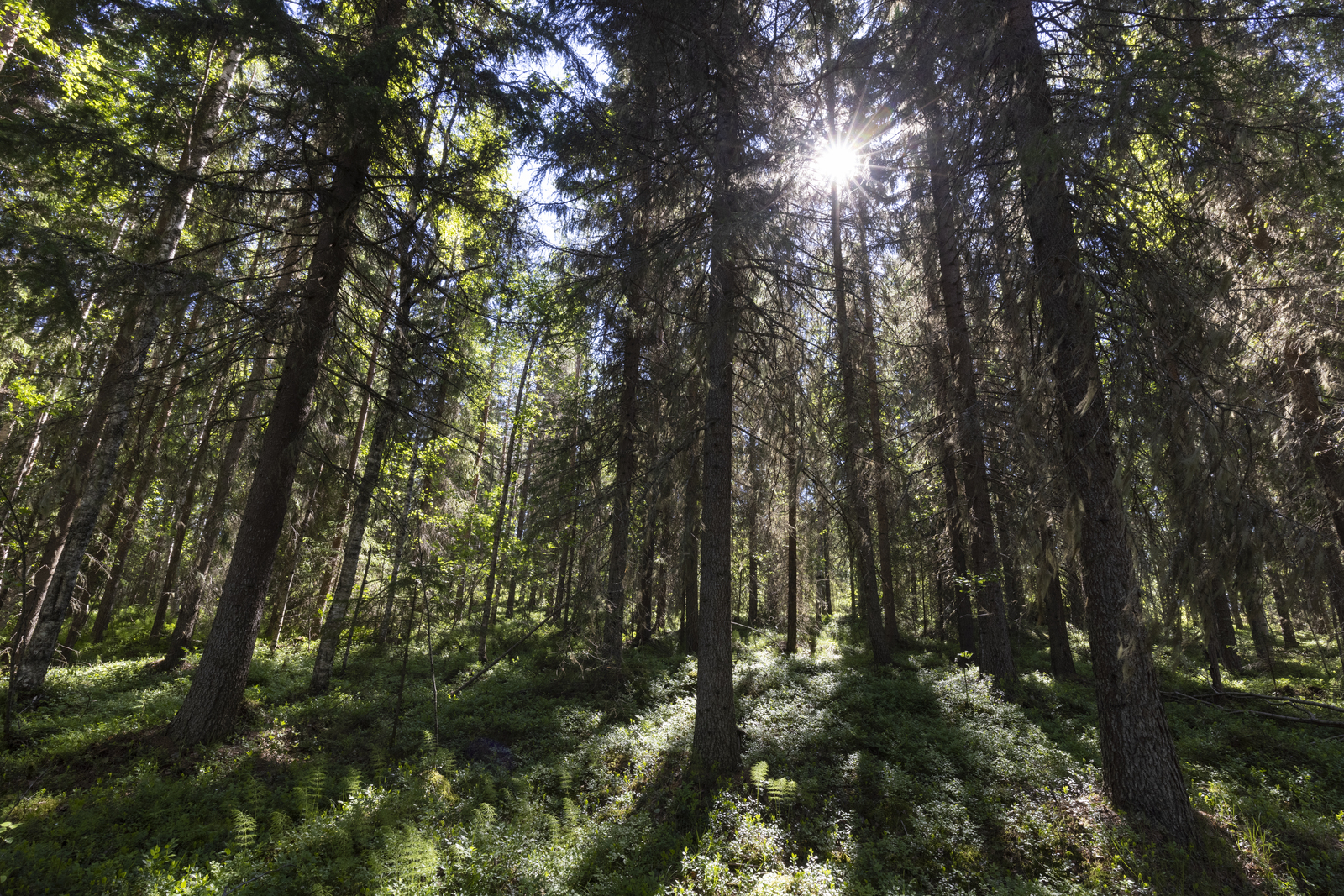 Aurinko pilkistää havupuuvaltaisen metsän latvuston läpi.