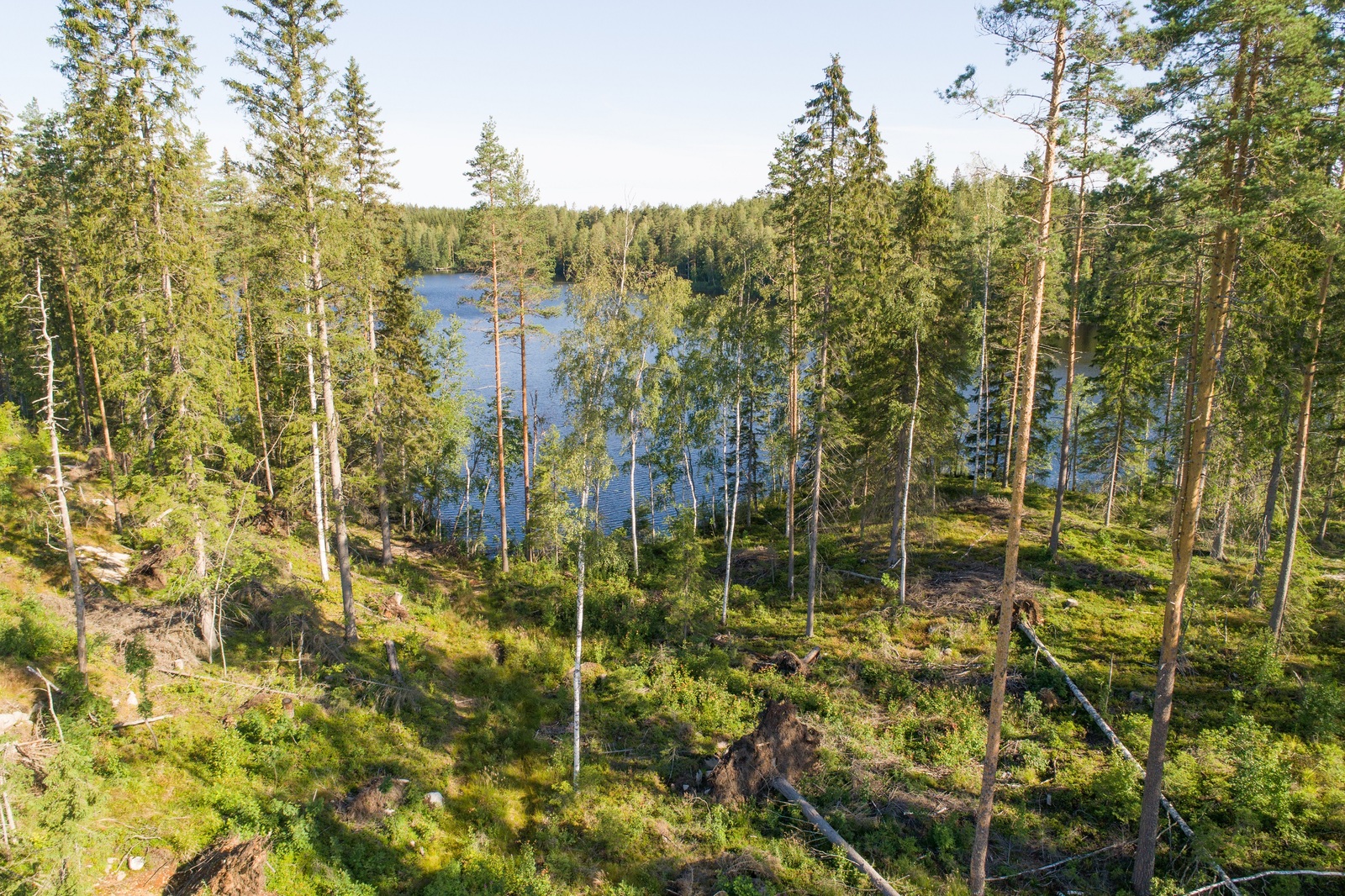 Rantaan laskeutuvassa rinteessä kasvaa havupuuvaltainen sekametsä. Puiden takana siintää järvi.