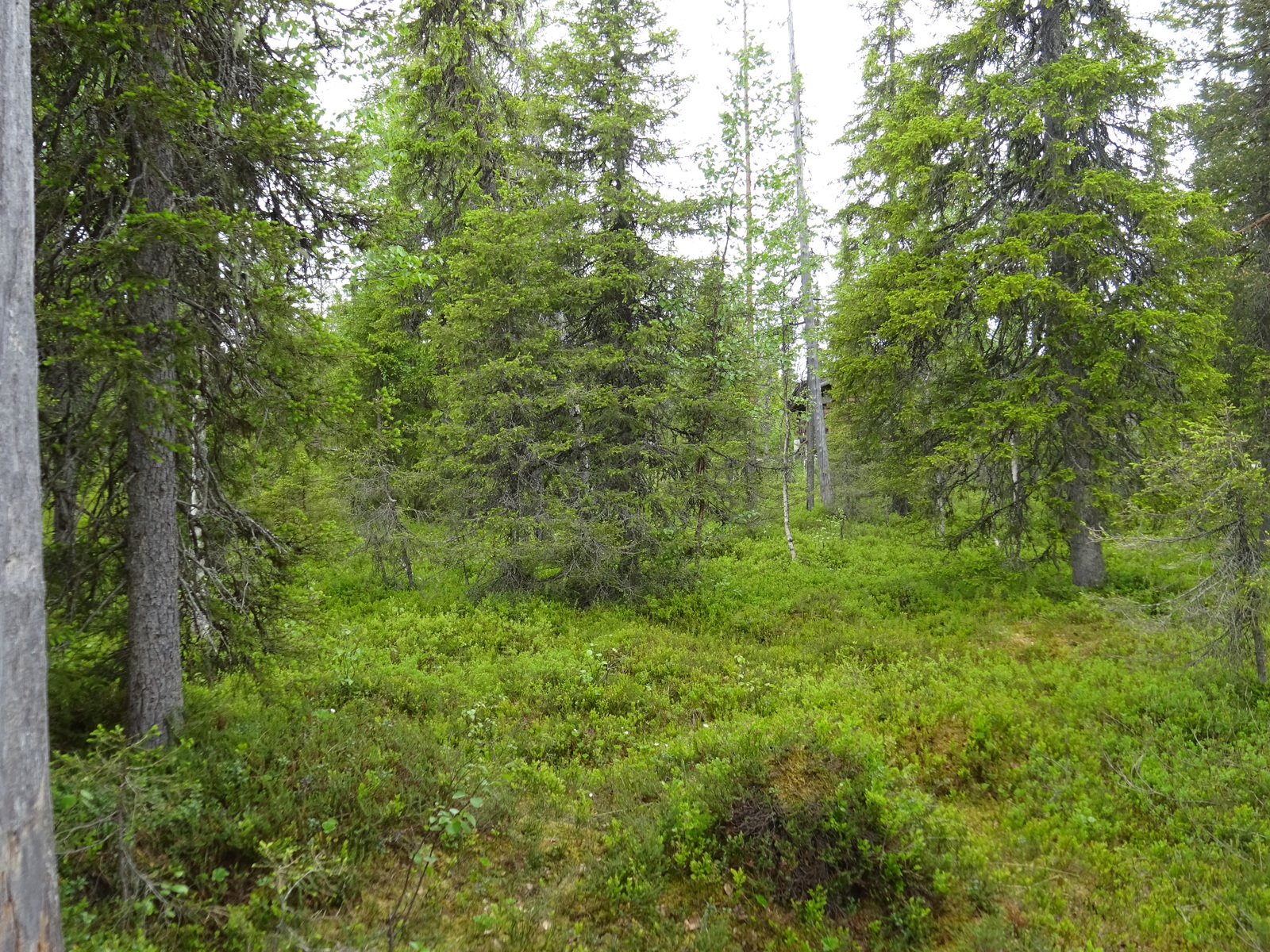 Kuusivaltaisen metsän puiden lomasta pilkottaa hirsimökki.