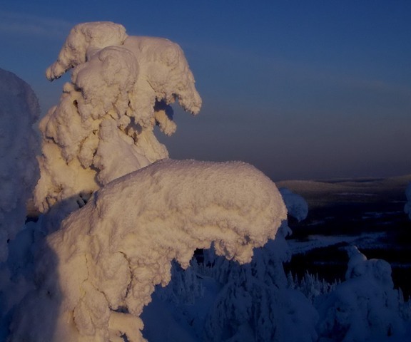 Aurinko valaisee kahden puun latvat, jotka taipuvat alaspäin paksun tykkylumen painosta.