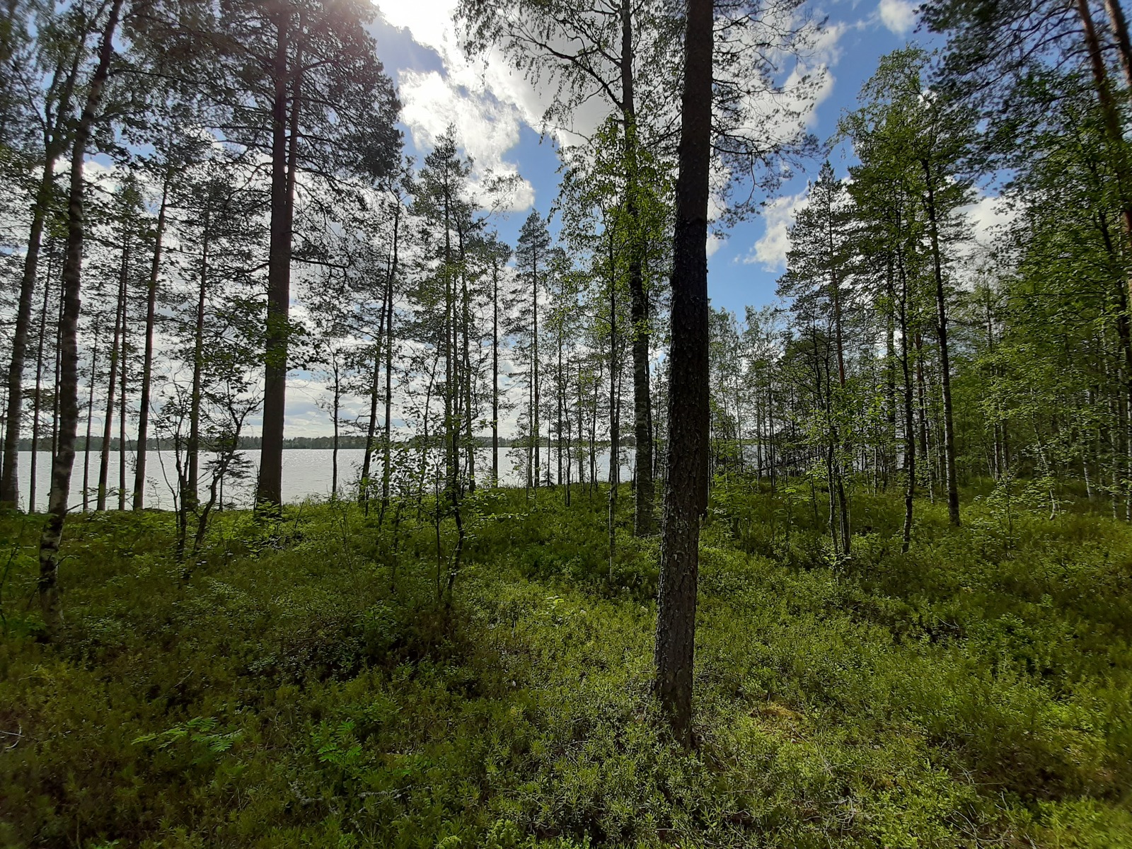 Kesäisen sekametsän takana avautuu järvimaisema. Taivaalla on poutapilviä.