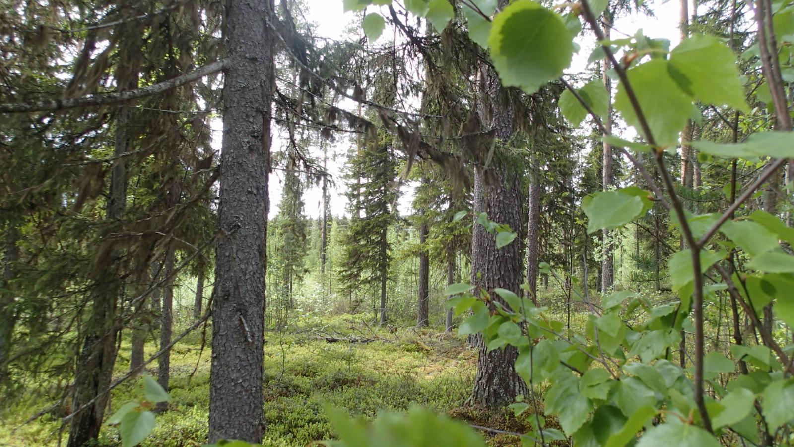 Kesäisessä sekametsässä kasvaa koivuja, kuusia ja mäntyjä.