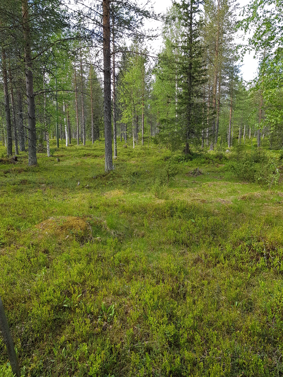 Kesäisen sekametsän edustalla on puuton alue, jossa on sammalpeitteinen kivi ja varpukasveja.