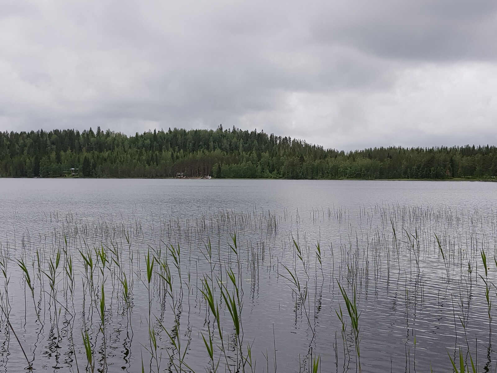 Järvimaisemassa etualalla on vesikasvillisuutta ja vastarannalla pilkottaa mökkejä.