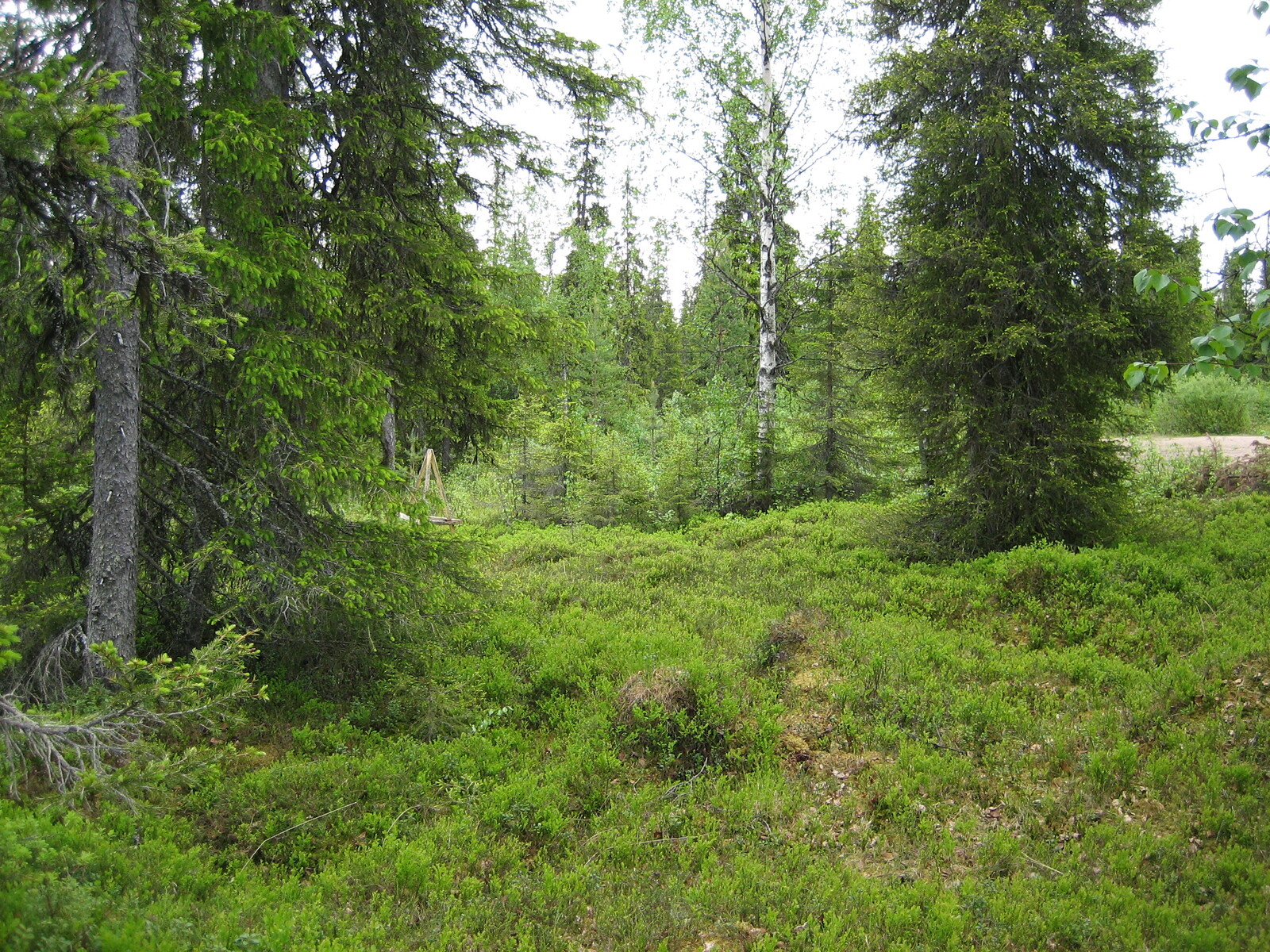 Tie pilkottaa sekametsän puiden lomasta. Kuusissa on nuoria versoja eli kuusenkerkkiä.