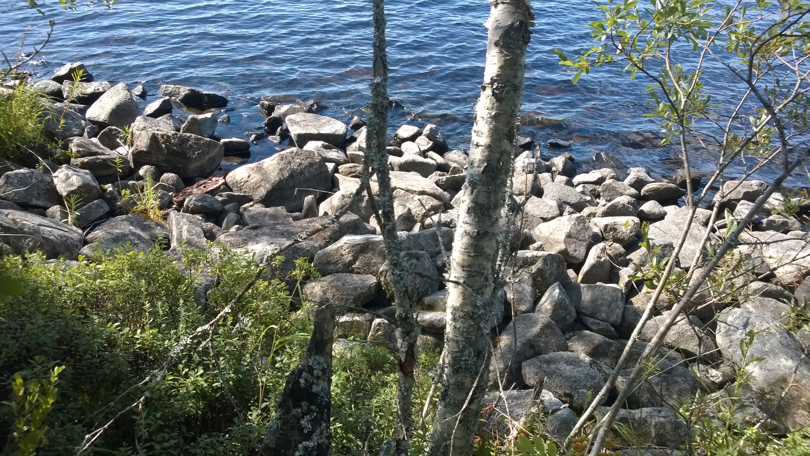 Järven rantaviiva on kivikkoinen. Etualalla on kaksi ohutta koivua ja paju.