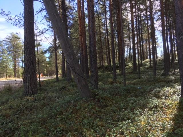 Mäntymetsä kasvaa loivassa rinteessä. Takavasemmalla kulkee tie.