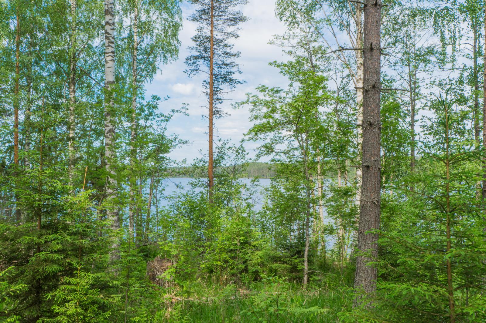 Rannassa kasvavien koivujen, mäntyjen ja kuusten takana häämöttää järvimaisema.