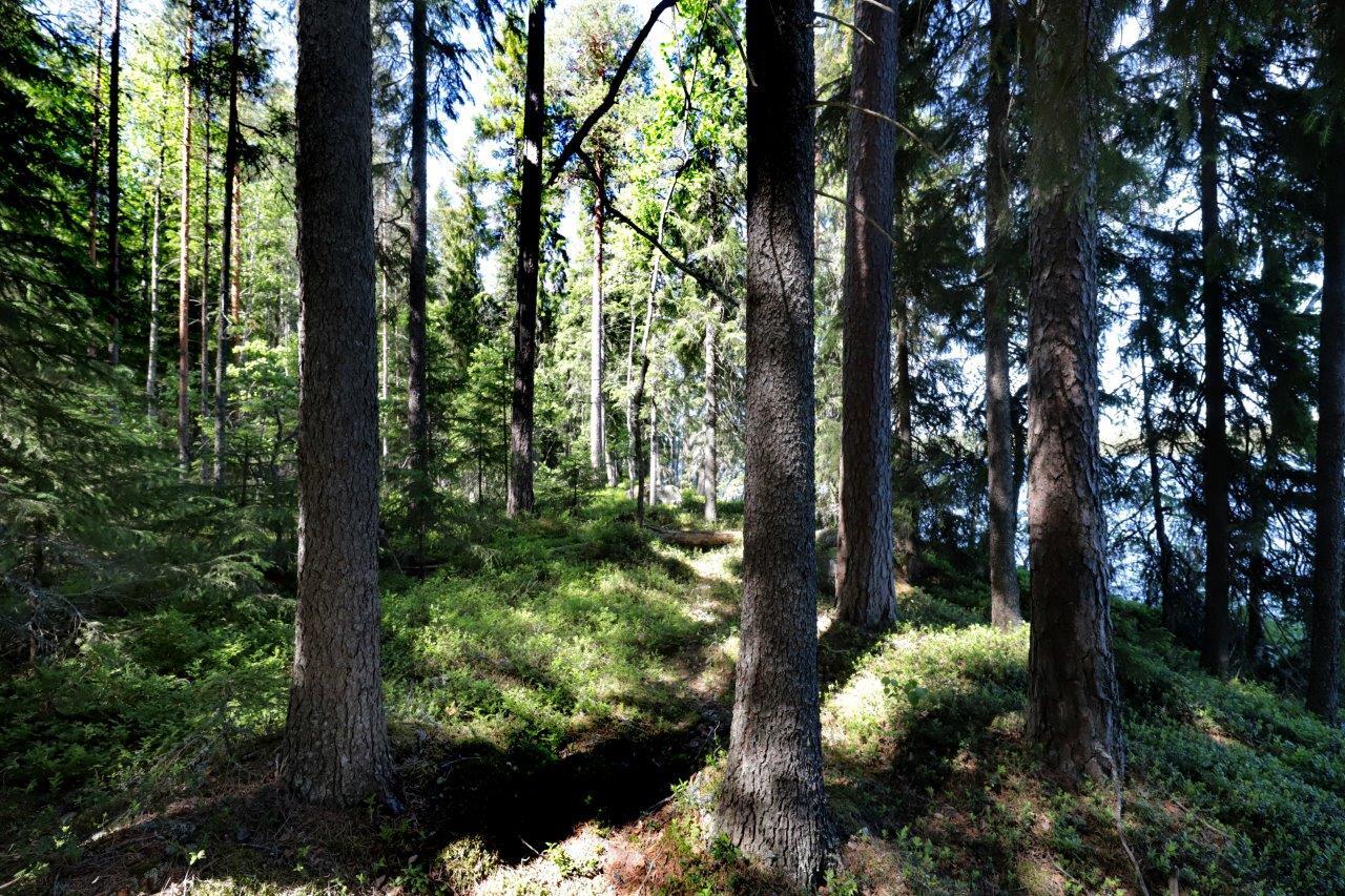 Aurinko paistaa sekametsään. Etualalla on suuria havupuita ja takana pilkottaa järvi.