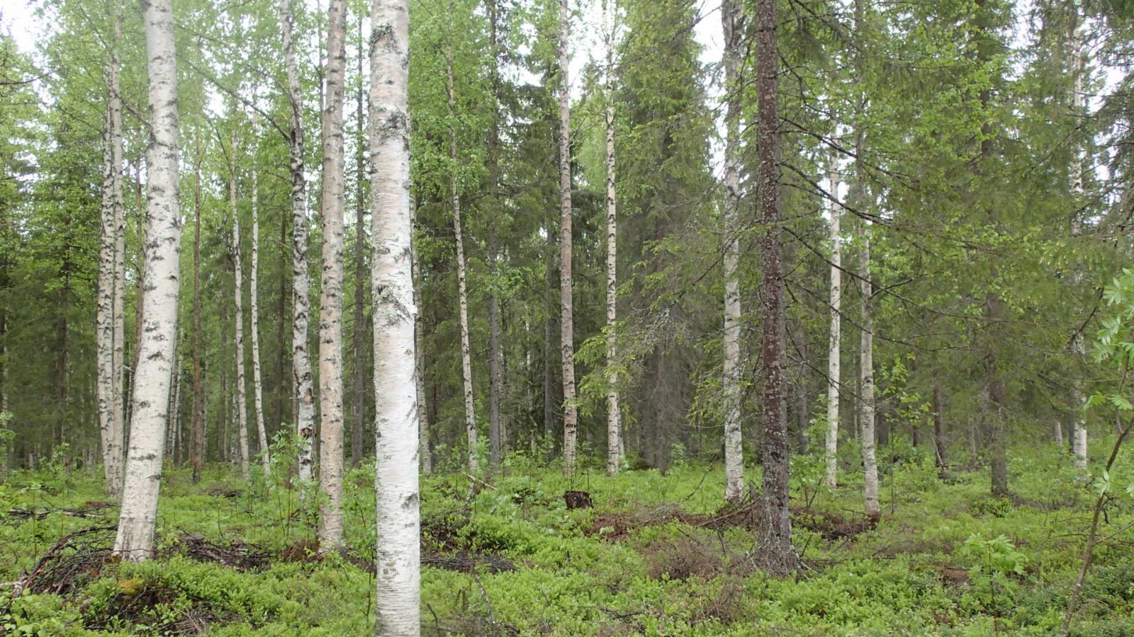 Kesäisessä sekametsässä kasvaa koivuja, kuusia ja mäntyjä.