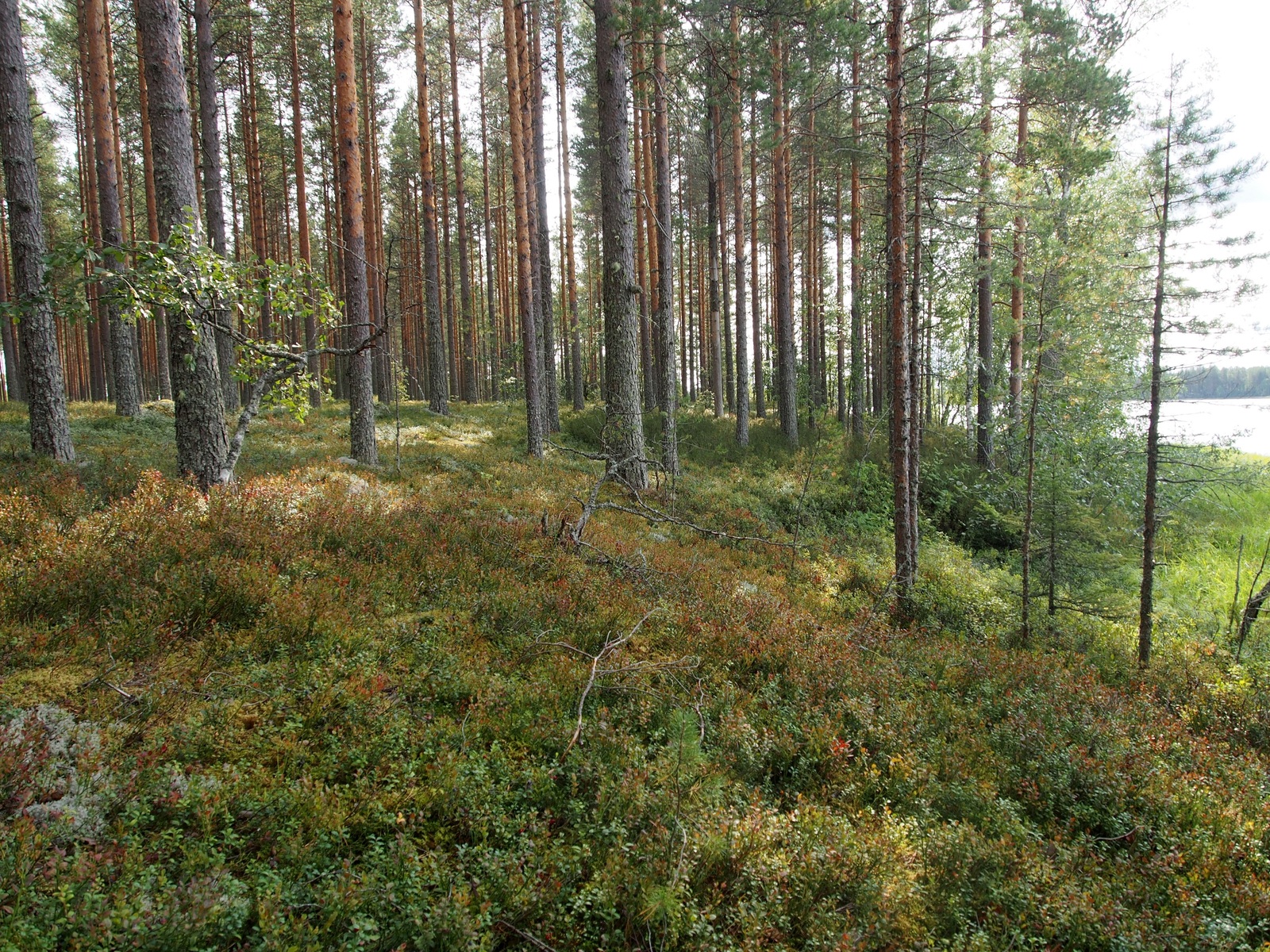 Avaran mäntykankaan takana häämöttää järvi.