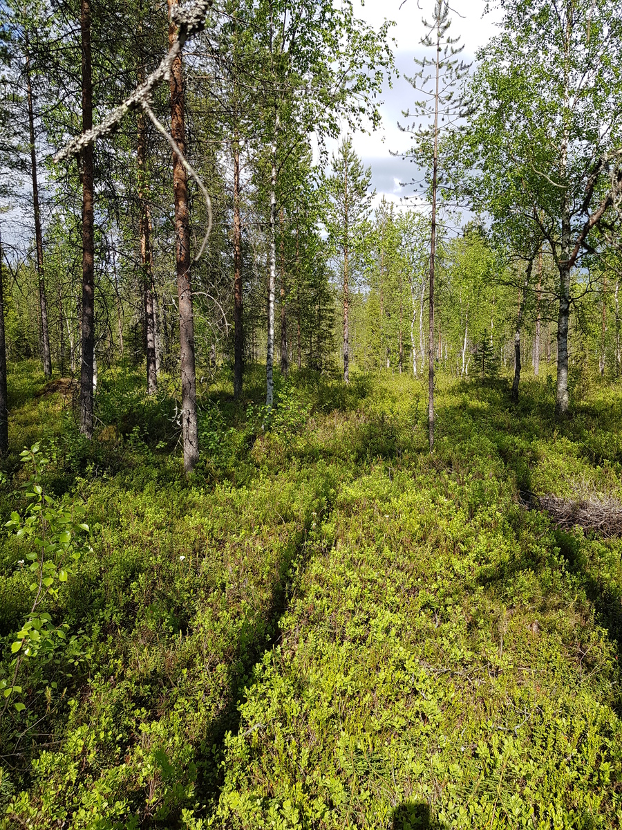 Aurinko paistaa avaraan mäntyvaltaiseen metsään ja luo puiden varjoja maahan.