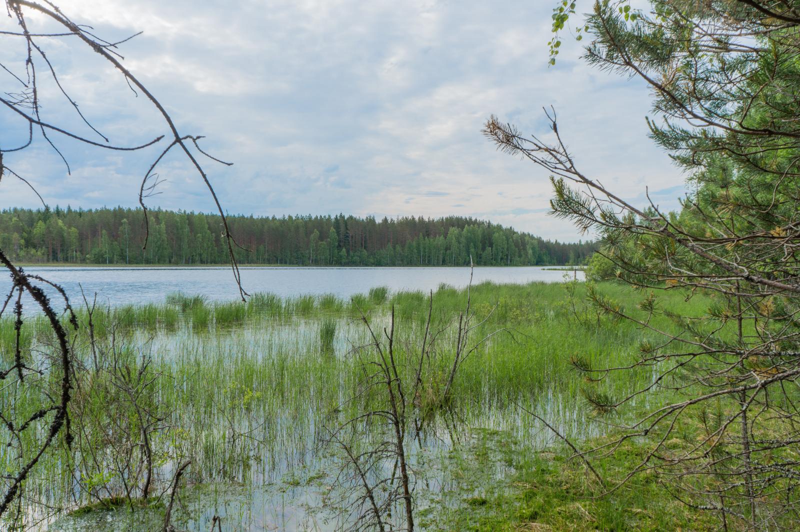 Männyn oksat reunustavat kesäistä järvimaisemaa. Rantavedessä on vesikasveja.