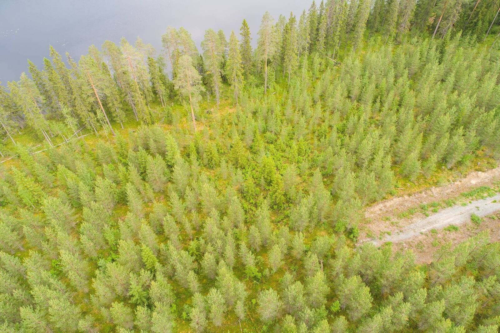 Tienpohja päättyy taimikon keskelle lähellä järveä, jonka rannassa on korkeita puita. Ilmakuva.