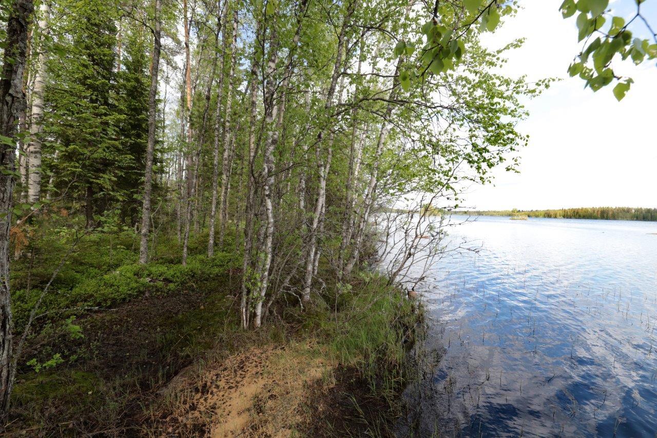 Rannassa kasvaa kesäinen sekametsä, jonka oikealla puolella avautuu järvimaisema.