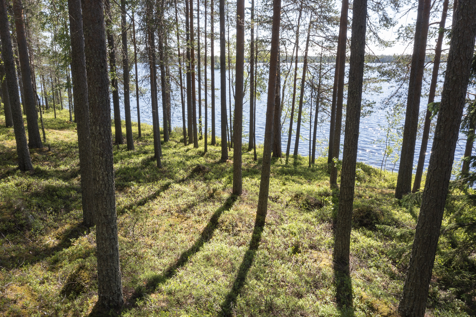 Rannassa väljästi kasvavien mäntyjen takana avautuu kesäinen järvimaisema.