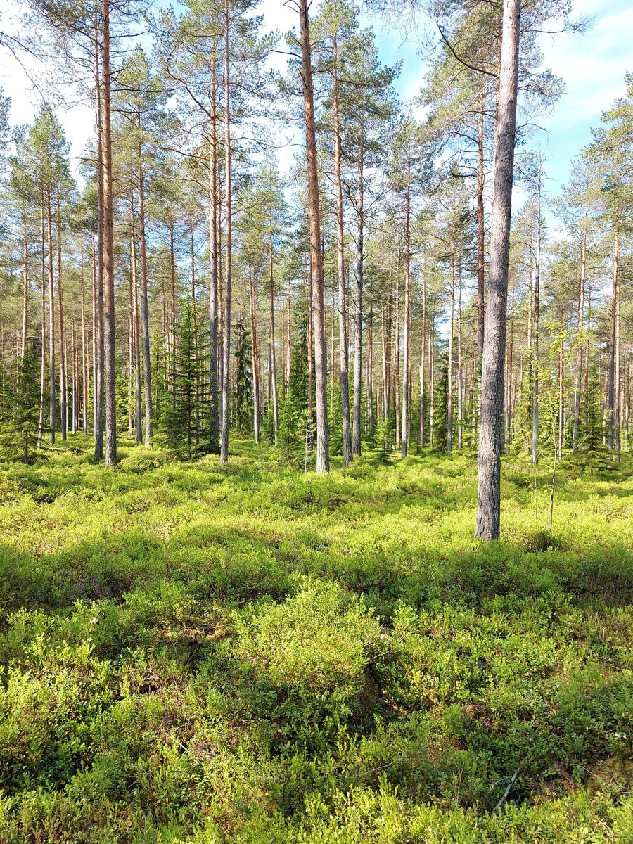 Kangasmetsää