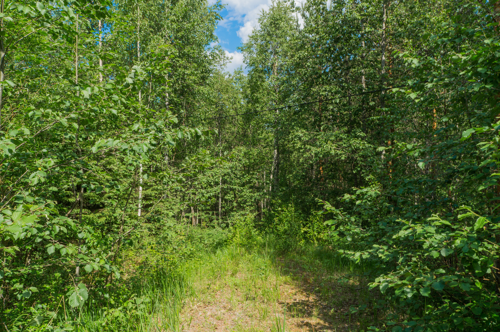 Pätkä vanhaa tienpohjaa kesäisen vehreässä sekametsässä.