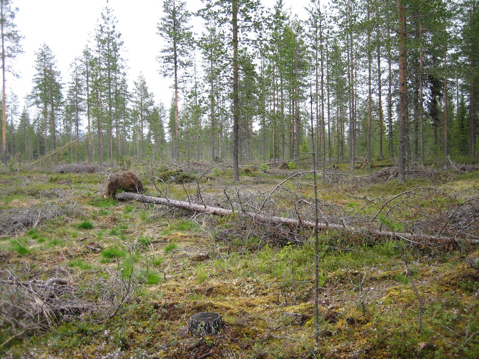 Karsittuja puita mäntymetsän edustalla.