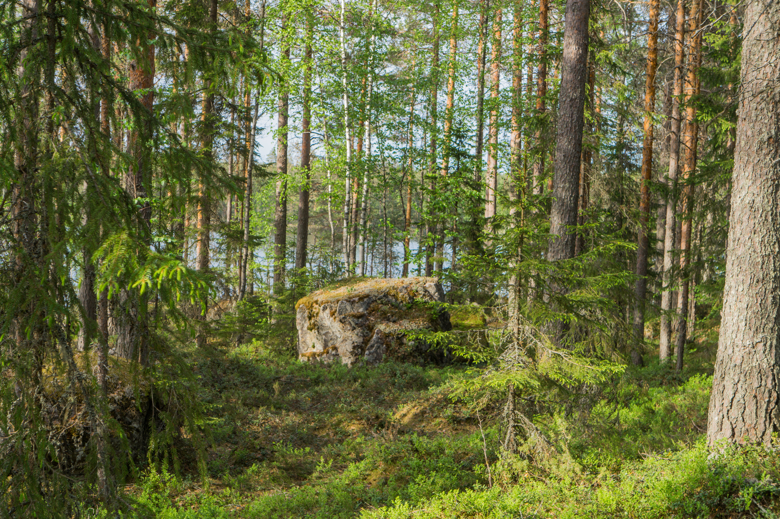 Kesäisen sekametsän keskellä on suuri kivilohkare. Taustalla häämöttää järvi.