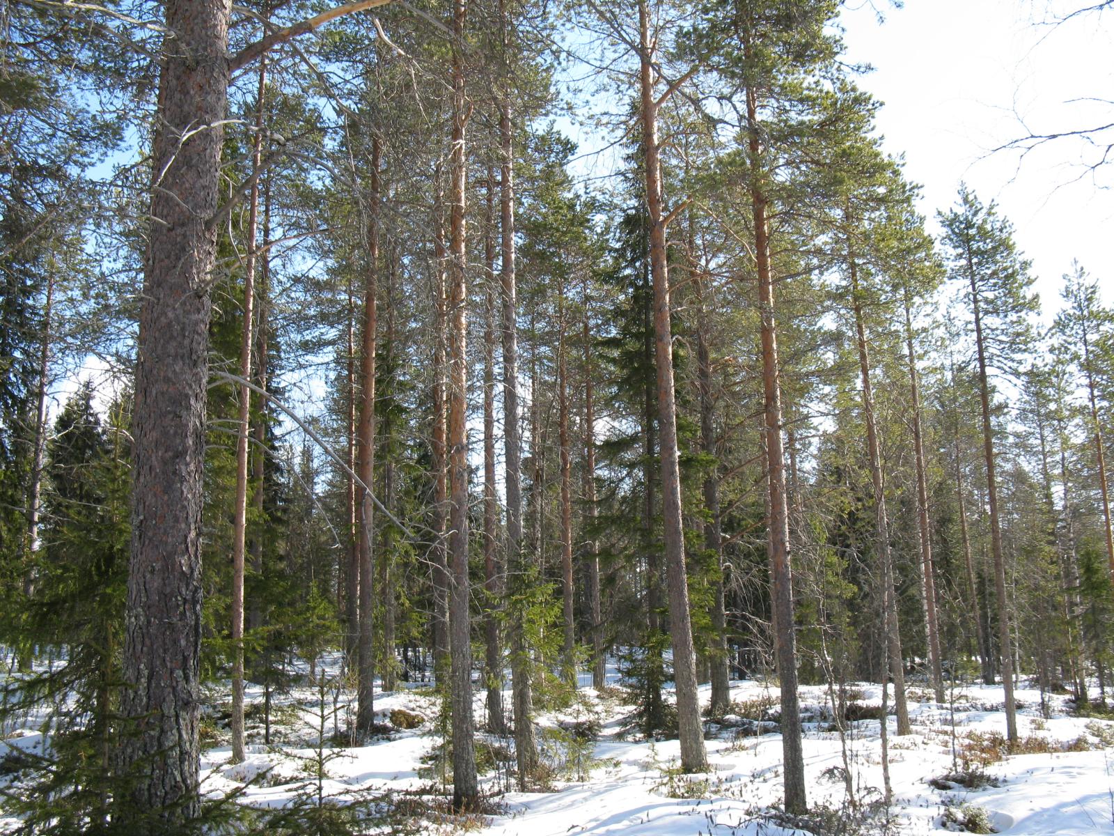 Havumetsässä on maassa lumipeite.