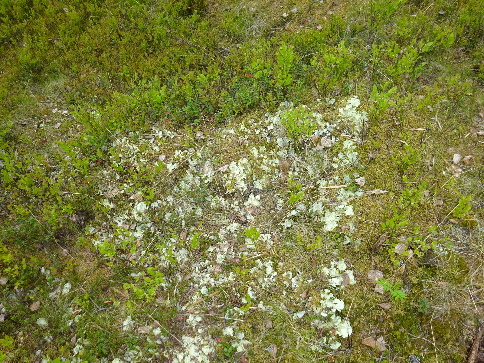 Kenttäkerroksessa kasvaa muun muassa sammaleita, lehtijäkälää ja mustikanvarpuja.