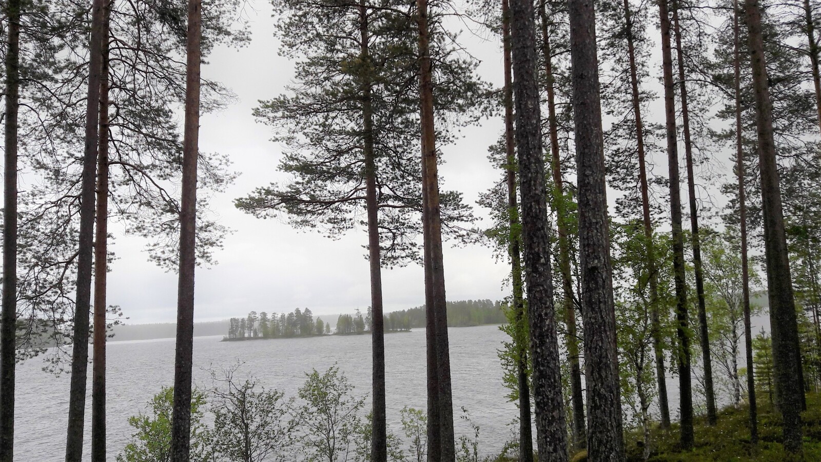 Rannassa kasvavien koivujen ja korkeiden mäntyjen takana avautuu järvimaisema.