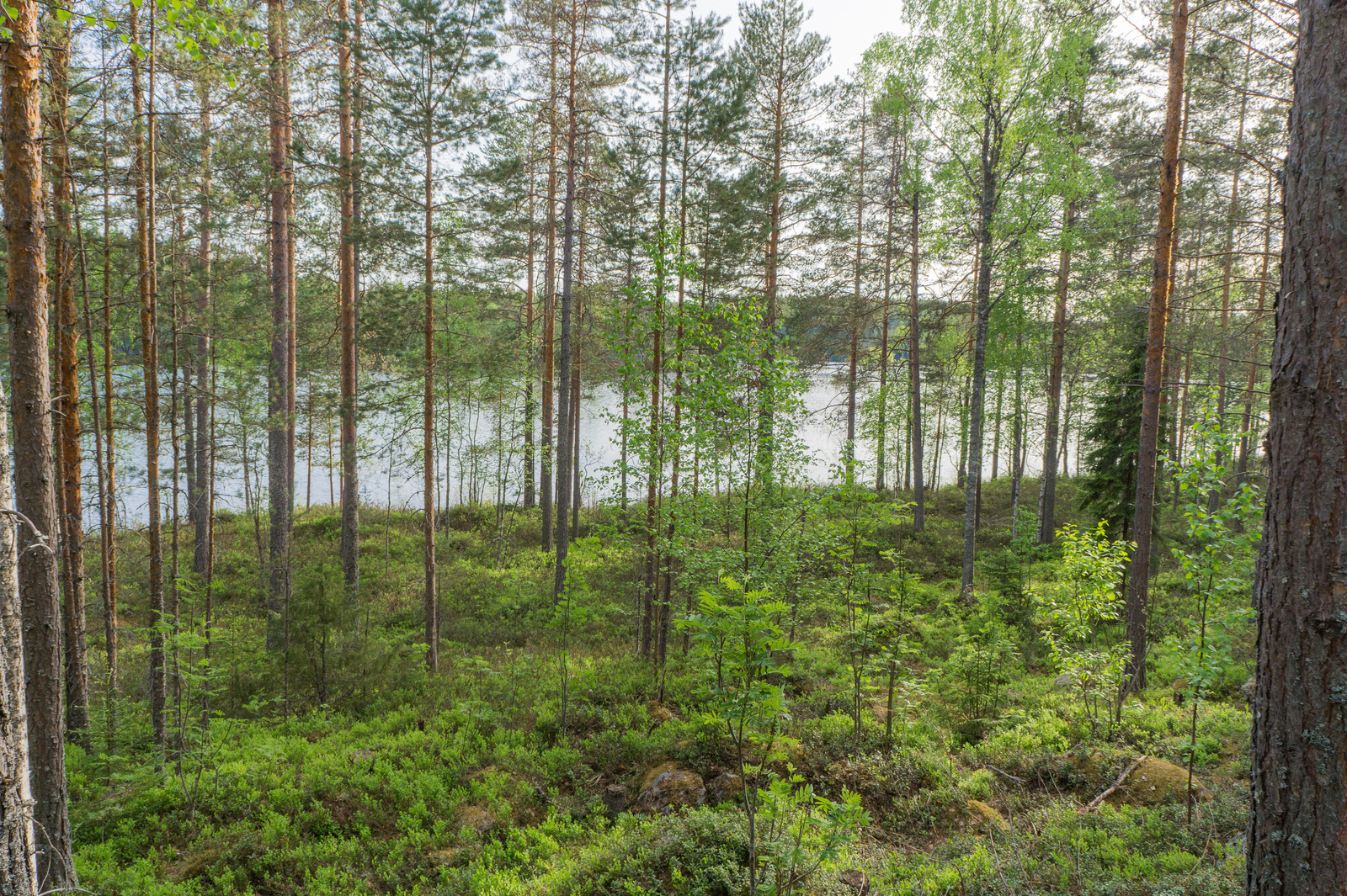 Rantaan laskeutuvassa loivassa rinteessä kasvaa kesäinen sekametsä. Sen takana avautuu järvimaisema.