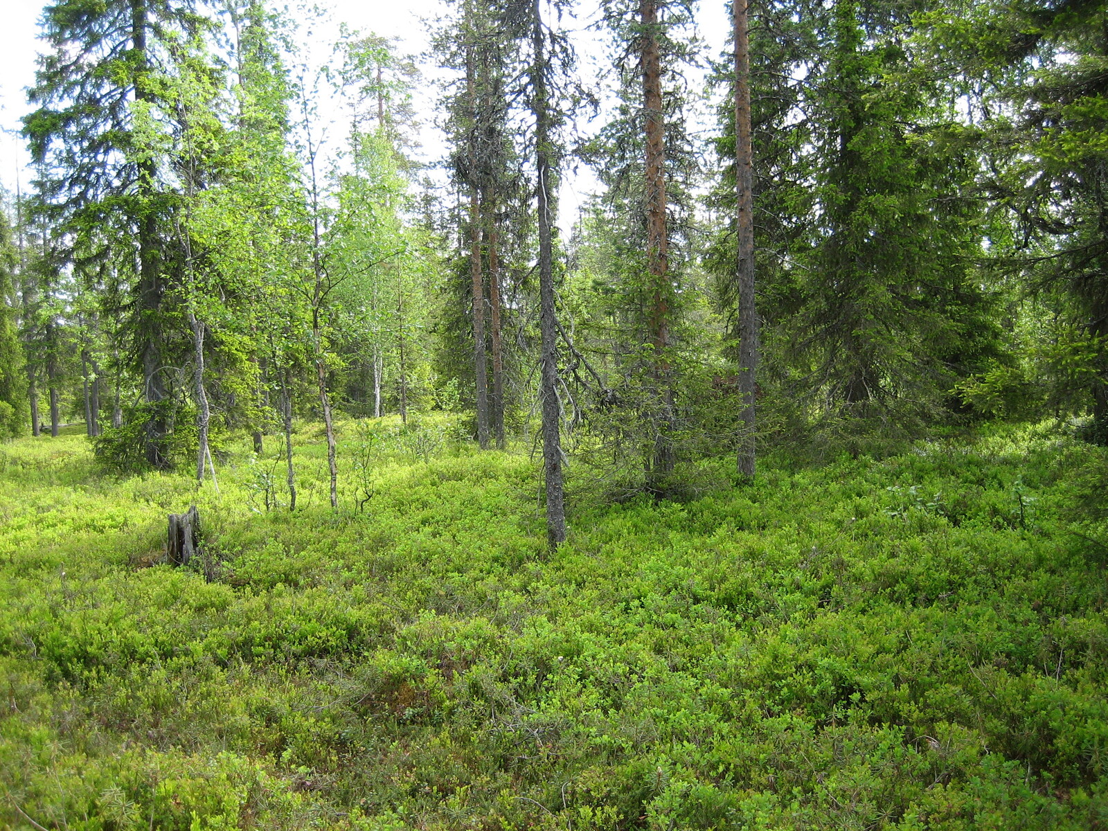 Havupuuvaltaisessa metsässä kasvaa runsaasti mustikanvarpuja.