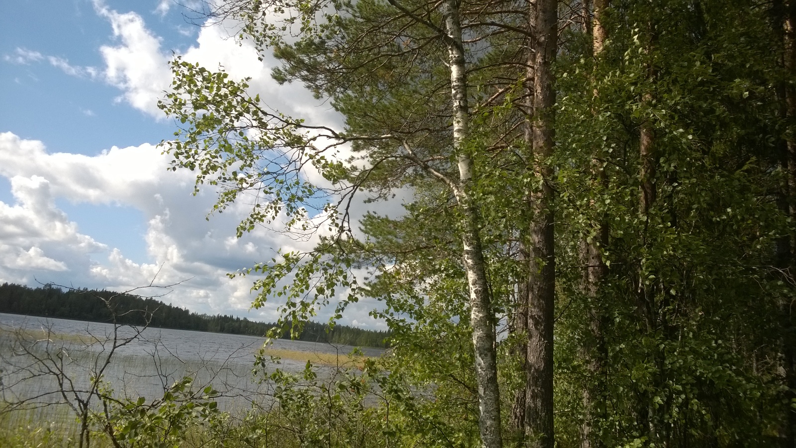 Koivut ja männyt reunustavat vasemmalla avautuvaa kesäistä järvimaisemaa.