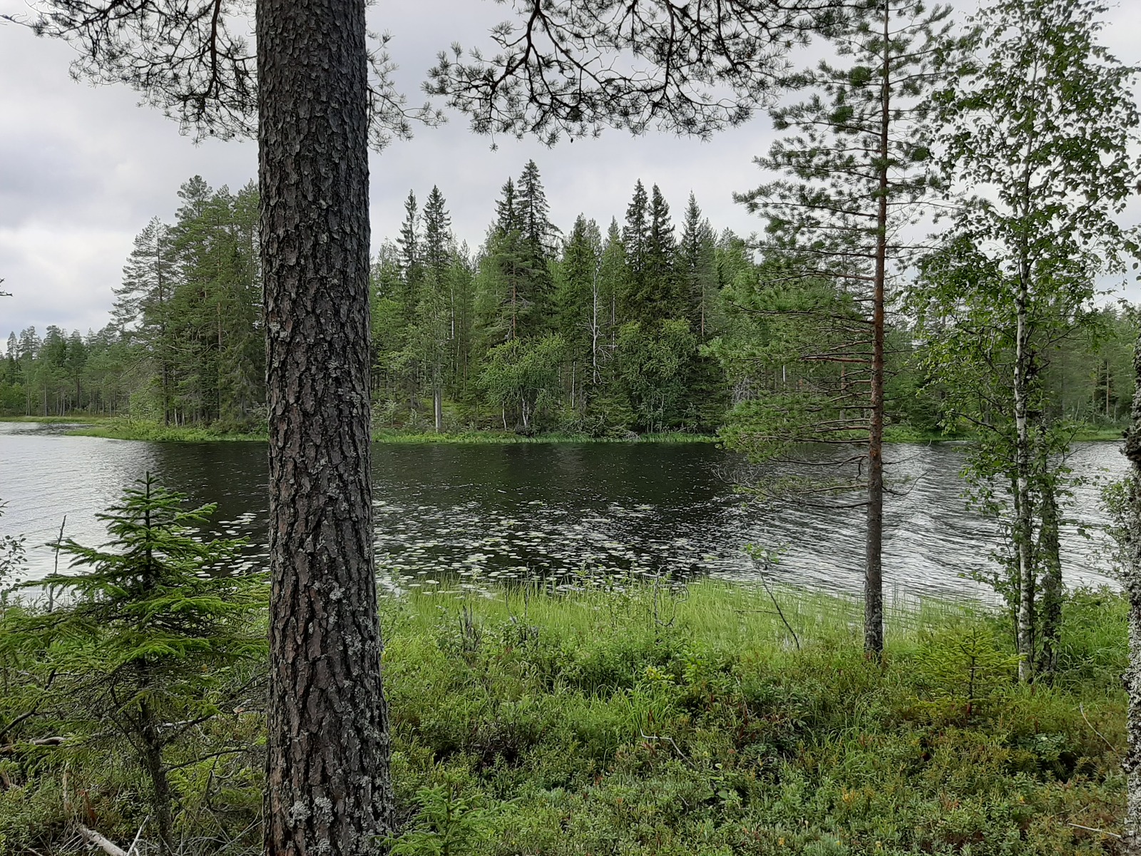 Rannassa kasvaa mäntyjä ja nuoria koivuja, joiden takana avautuu järvimaisema.