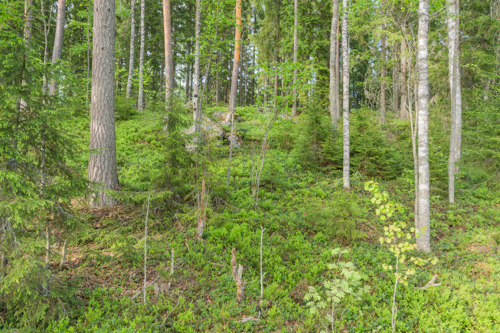 Loivasti nousevassa maastossa kasvaa kuusia, mäntyjä ja koivuja. Rinteessä on kivikkoa.