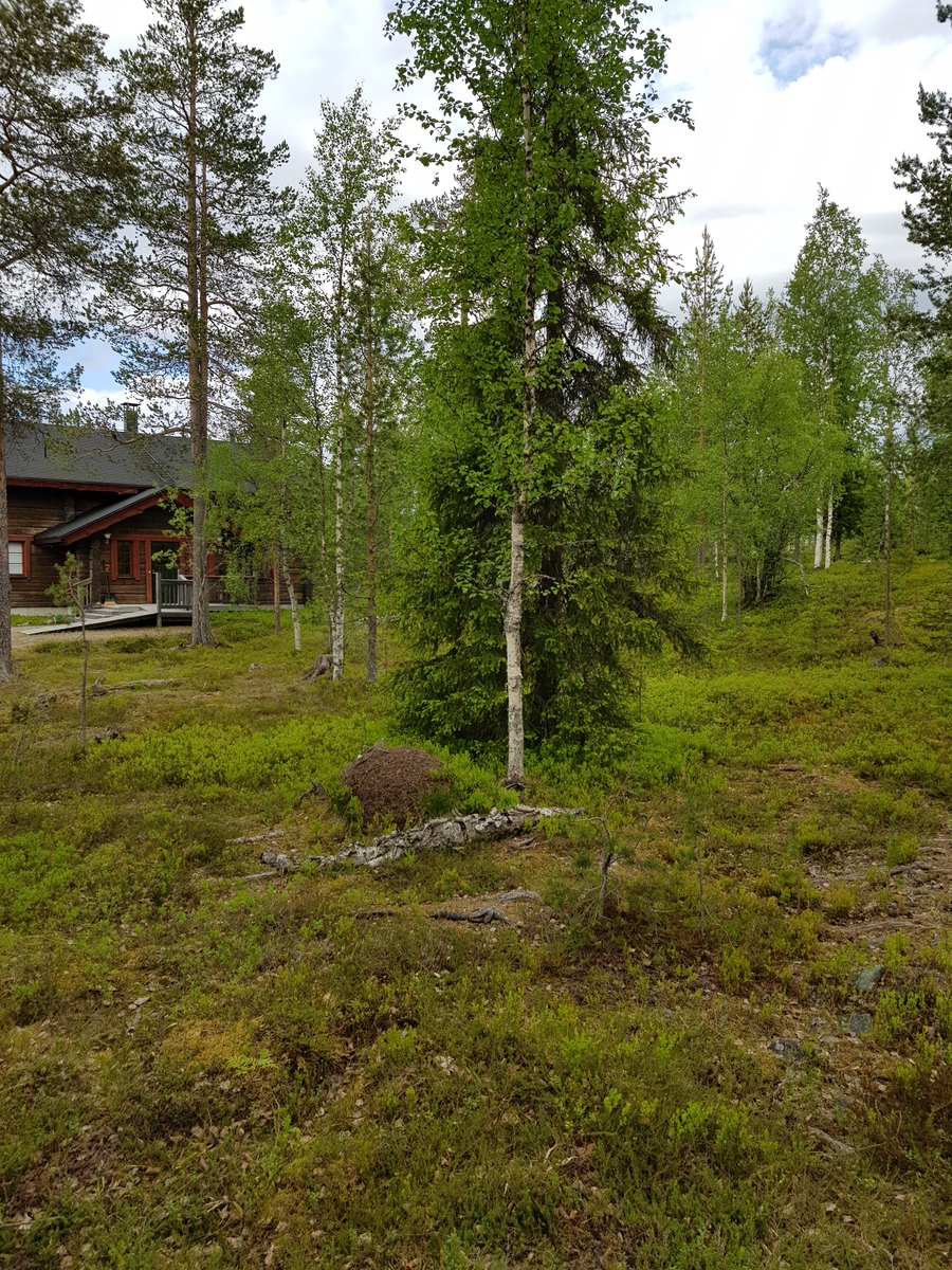 Kesäisessä sekametsässä kasvaa koivuja ja havupuita. Etualalla on muurahaiskeko ja takana mökki.