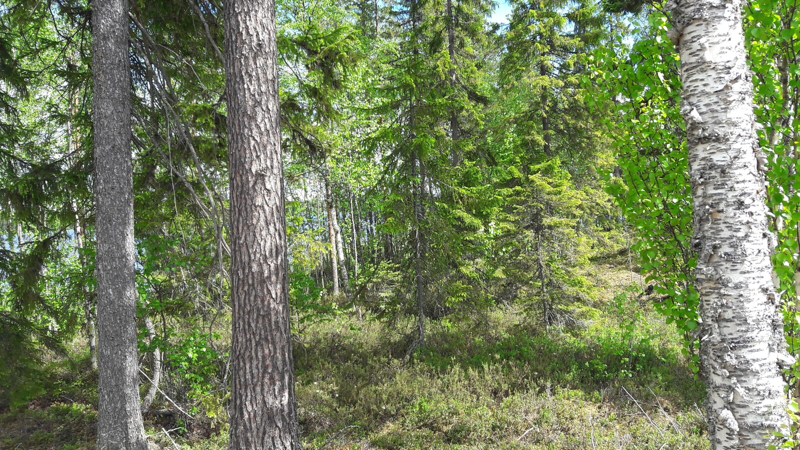 Kesäisessä metsässä kasvaa havupuita ja koivuja.