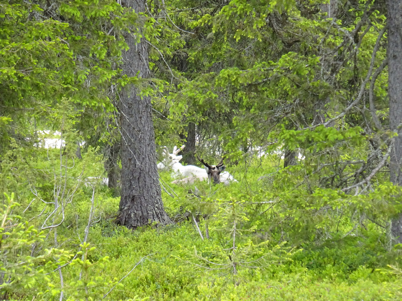 Kaksi poroa lepää kuusivaltaisen metsän keskellä. Toinen katsoo kameraa kohti.