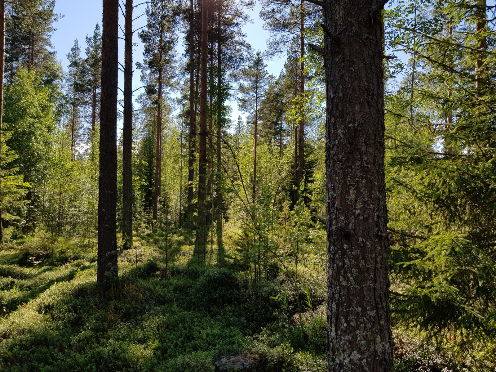 Aurinko paistaa kesäiseen sekametsään ja luo puiden varjoja maahan.