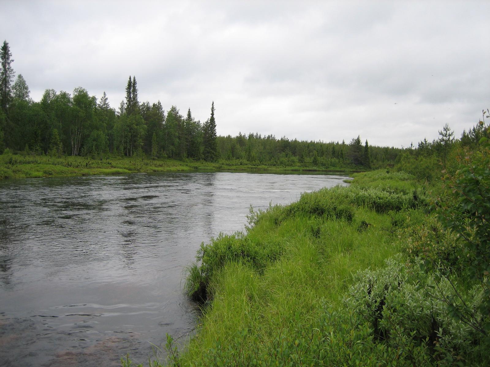 Näkymä joelle, rannalla kasvaa sekametsää