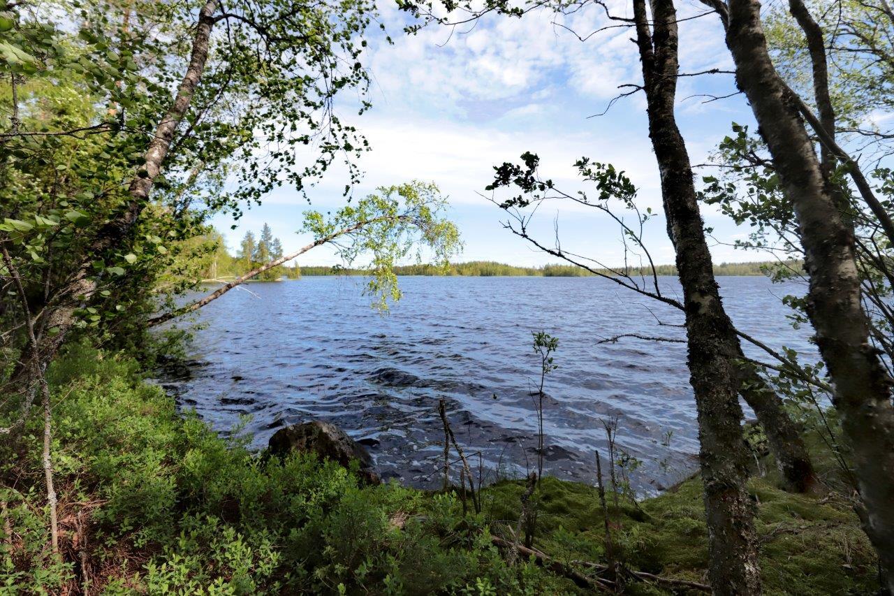 Rannassa kasvavat koivut ja lepät reunustavat kesäistä järvimaisemaa. Rantavedessä on kiviä.