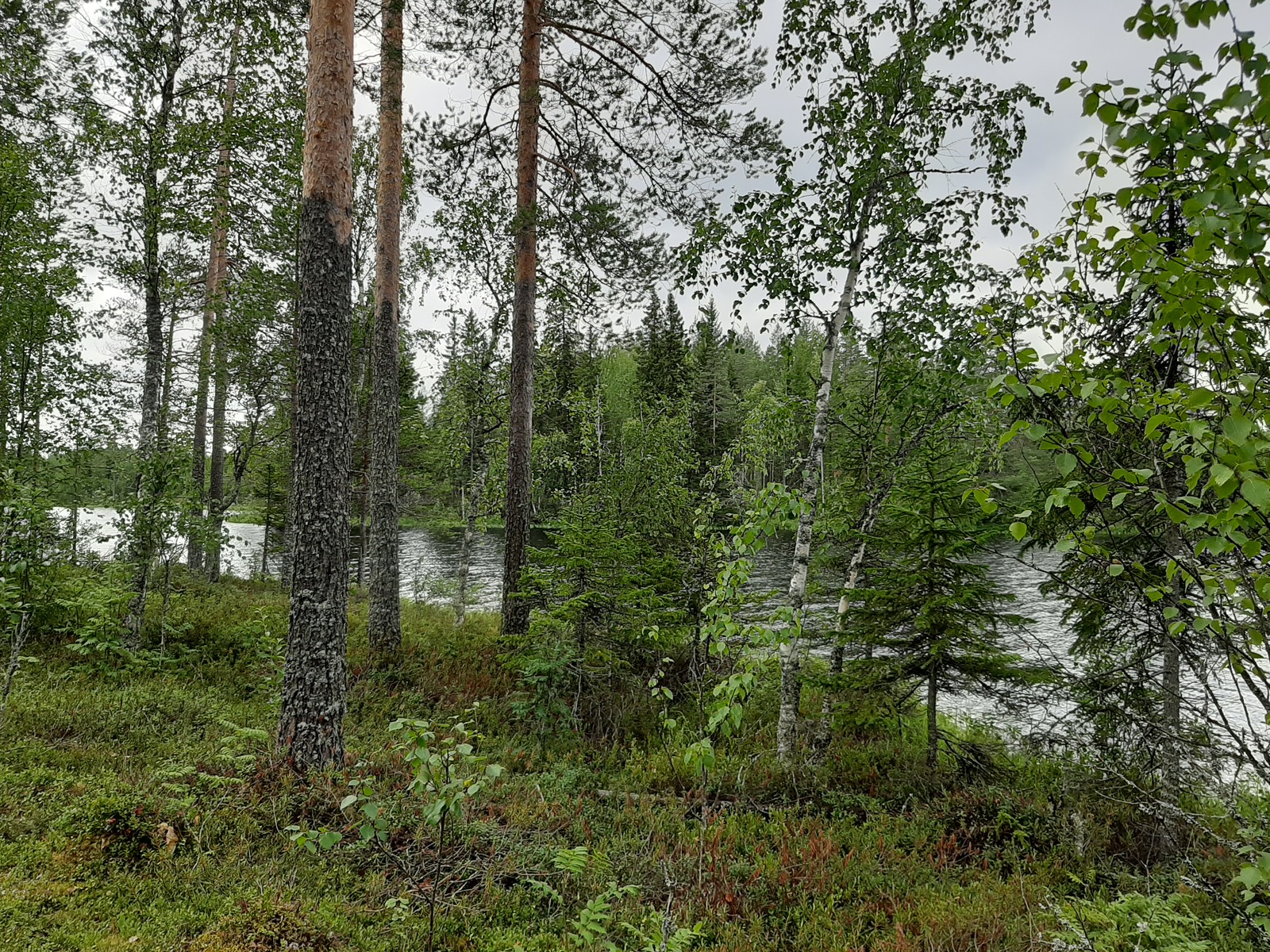 Rannassa kasvavien lehti- ja havupuiden takana häämöttää järvimaisema.