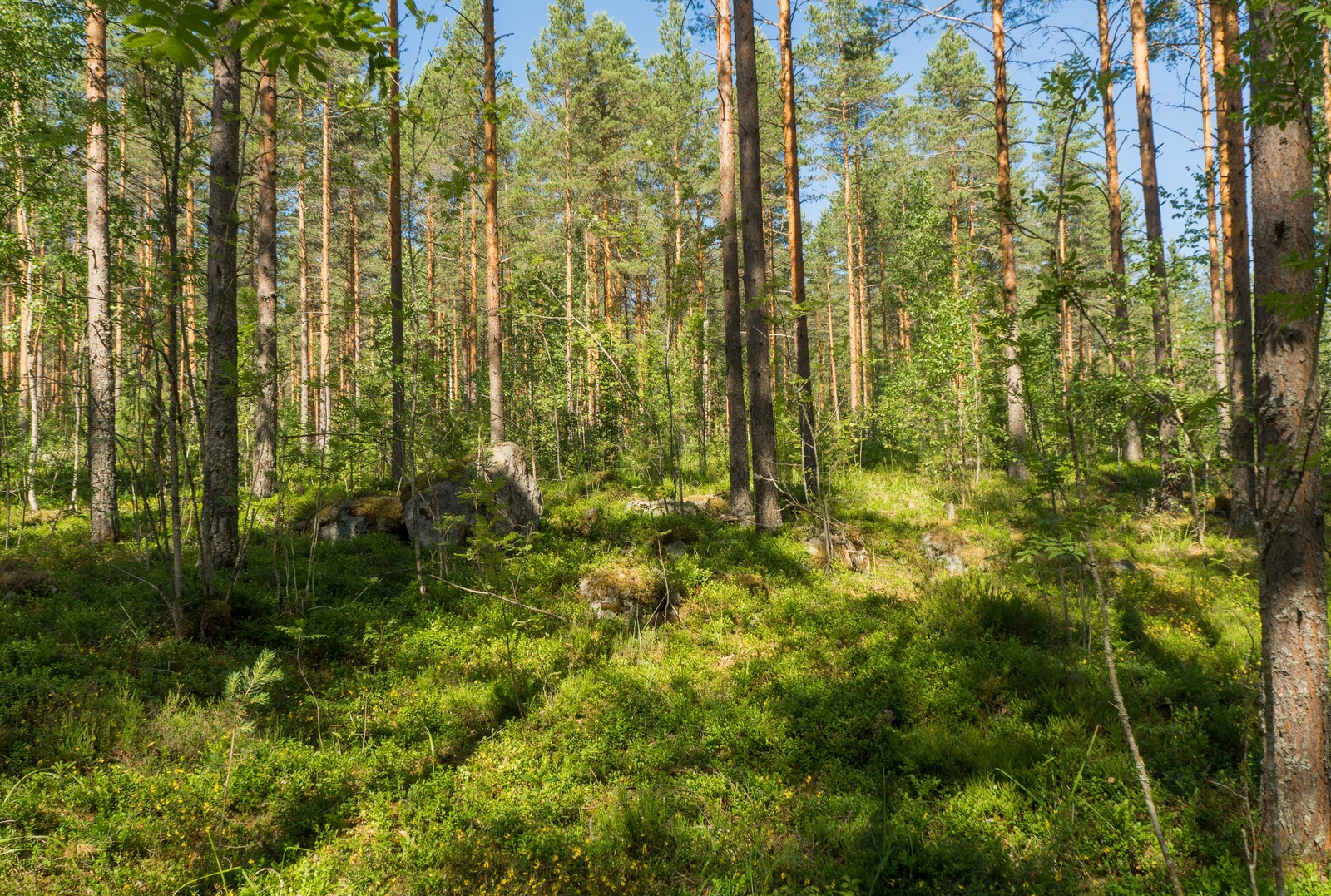 Kesäisessä mäntyvaltaisessa metsässä kasvaa myös lehtipuita. Puiden juurilla on suuria kiviä.