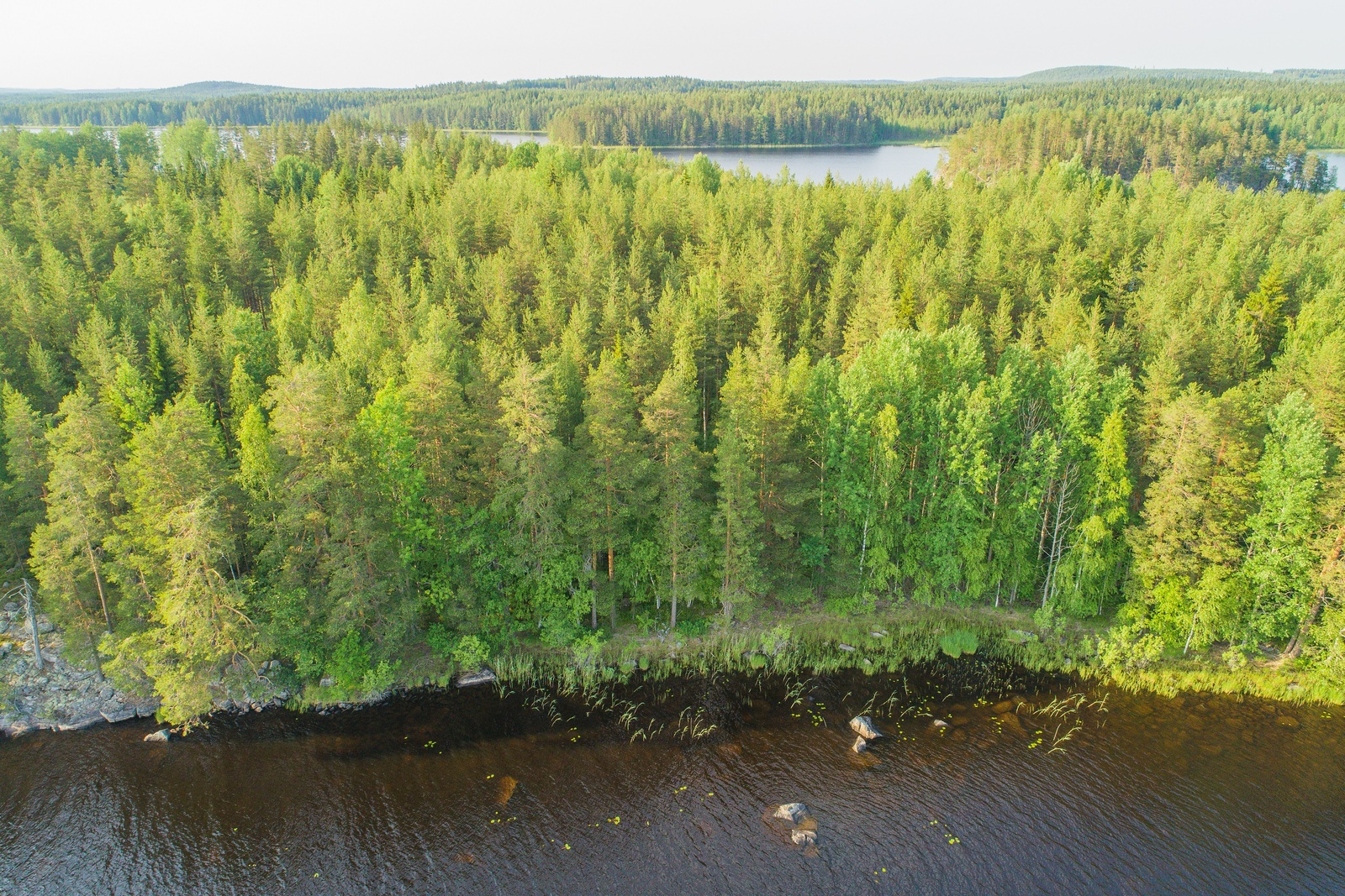 Kesäinen sekametsä alkaa saaren osin kallioisesta rantaviivasta. Vesistö jatkuu taustalla. Ilmakuva.