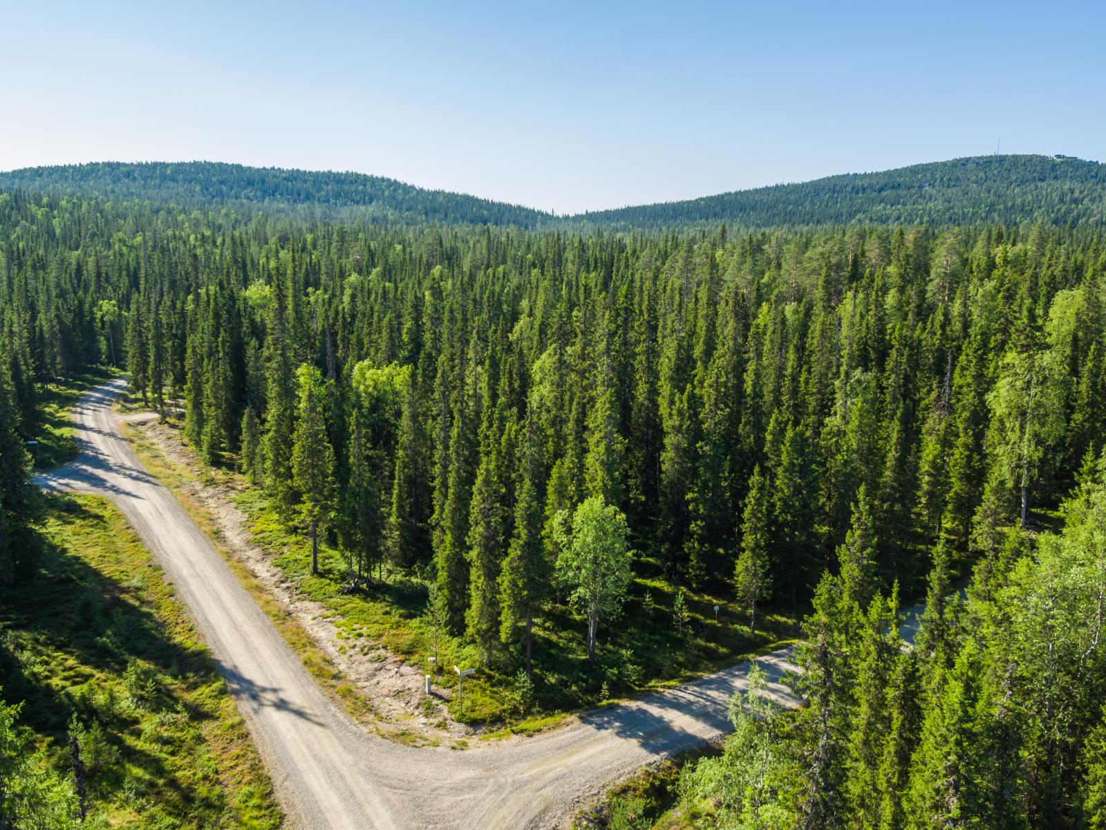 Hiekkatie haarautuu kesäisessä havupuuvaltaisessa metsässä. Horisontissa kohoaa vaaroja. Ilmakuva.