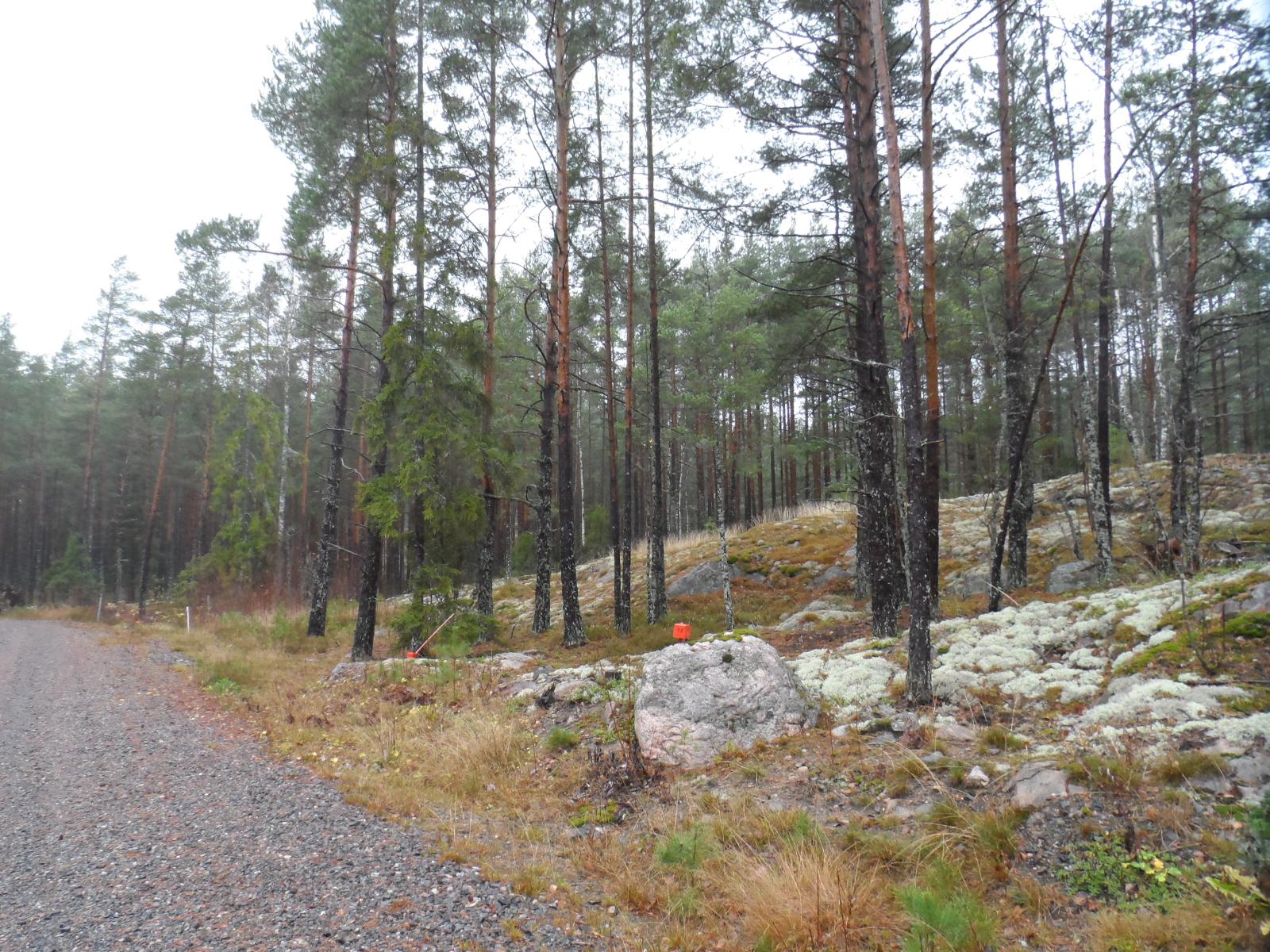 Soratien laidasta alkaa kumpuilevan kallioinen mäntymetsä. Rajapyykit ovat lähellä tietä.